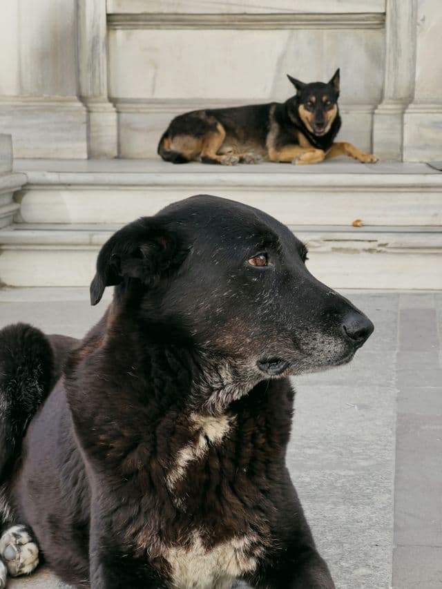 Köpekler için kategori vitrini
